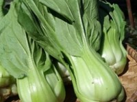 Sawi Bentul (Pakcoy)