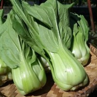 Sawi Bentul (Pakcoy)